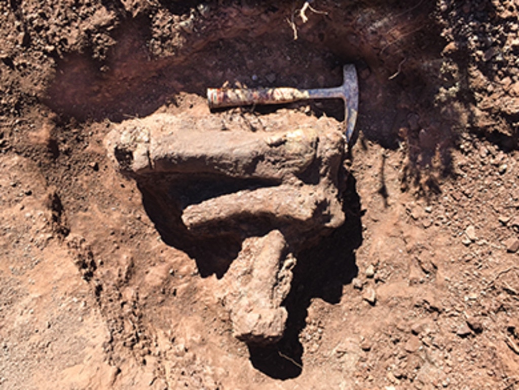 The partial foot of a large dinosaur discovered during an archaeological dig earlier this year. Picture: Wits University