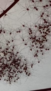 Hundreds of daddy long legs spiders on camper's tent