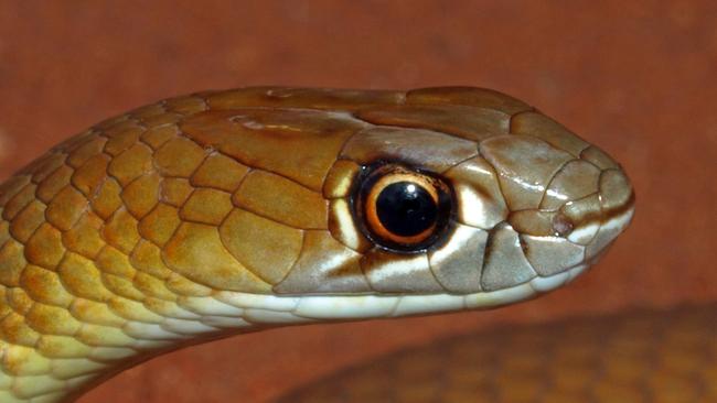 Desert Whip Snake-Hd (Demansia cyanochasma), Laverton, WA   - Photo Supplied Brian Bush