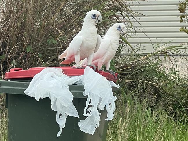 Cockatoos have been on a bin raid across Palmerston. Picture: Harry Brill.