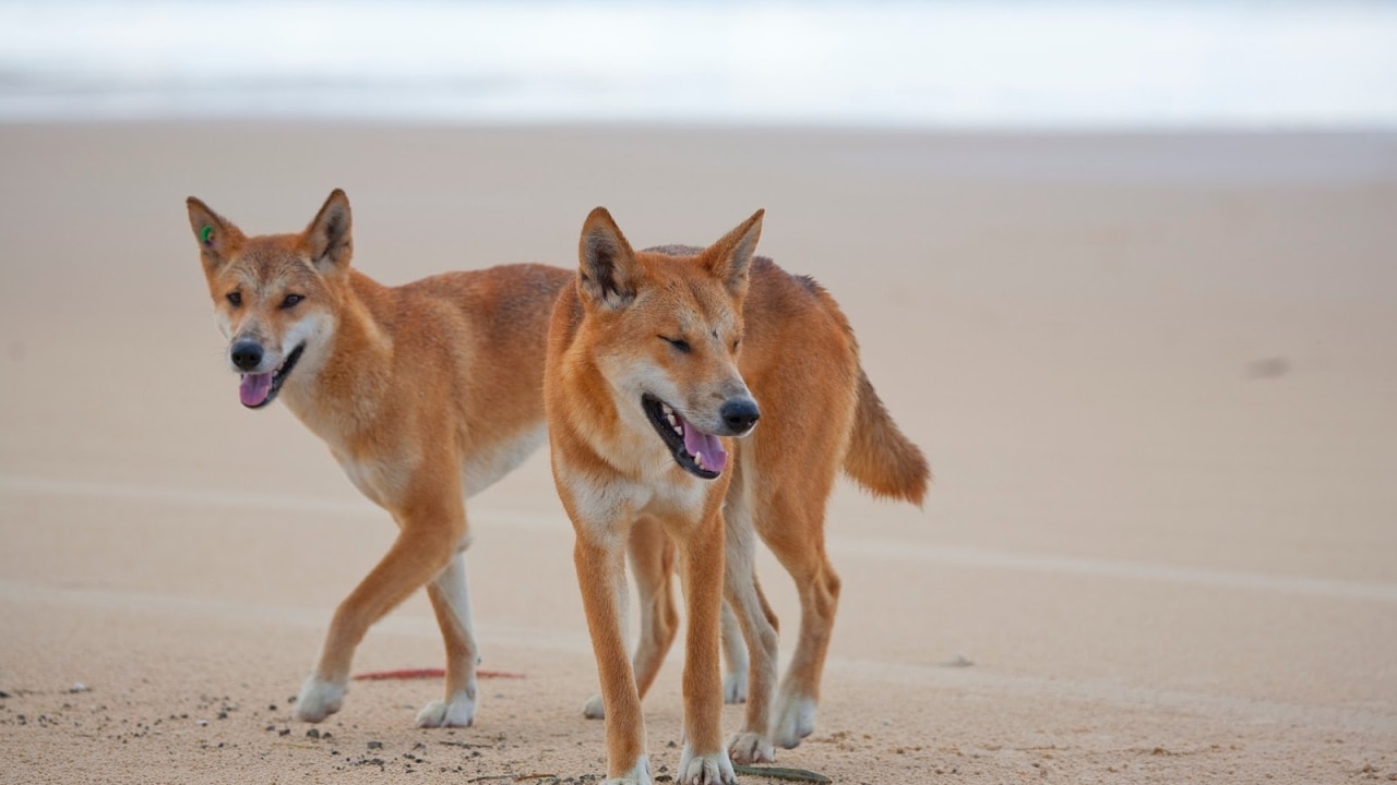 Runner Hospitalized After Being Attacked By Dingos in Australia