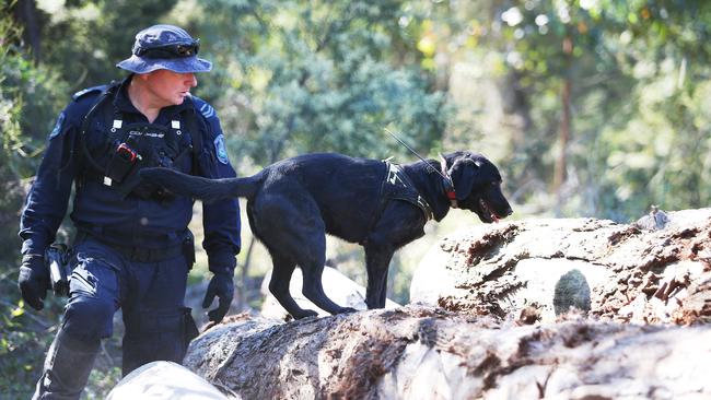 A police officer with a dog investigates a sawmill during the search for William Tyrrell. Picture: AAP