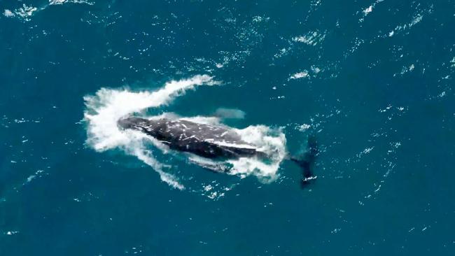 The whale swims away after the rescue. Picture: Envoy Cull