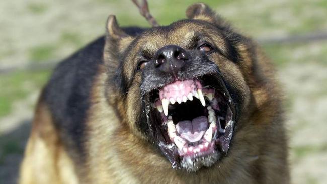 NSW has some of the strongest dog attack laws in the country. Picture: Supplied