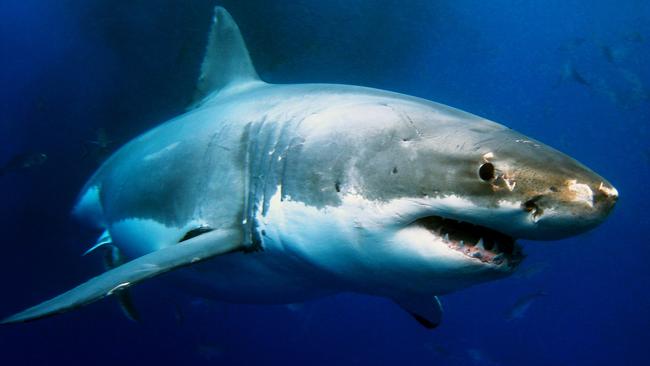 Experts have suggested that shark encounters should not automatically be referred to as “attacks” but rather a scale from “sightings” to “fatal shark bites” with “attacks” the outlier.