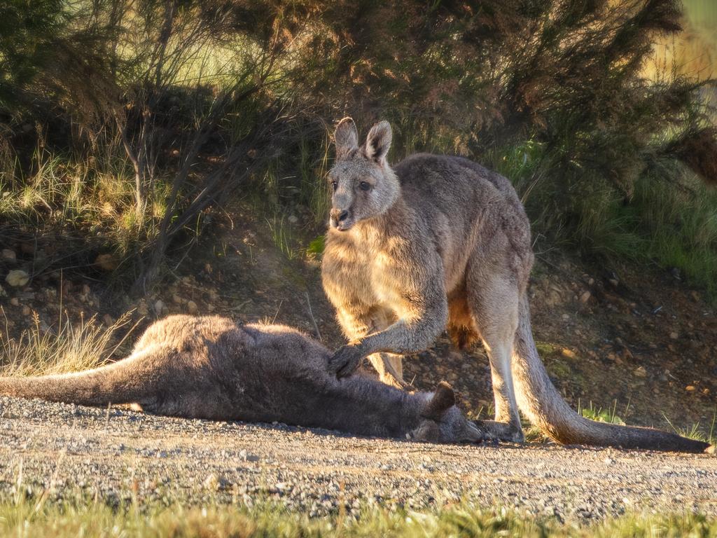 A male kangaroo grieves over his mate, killed by a vehicle north of Yarra Glen on Wednesday, July 8. Picture: Pam Rixon