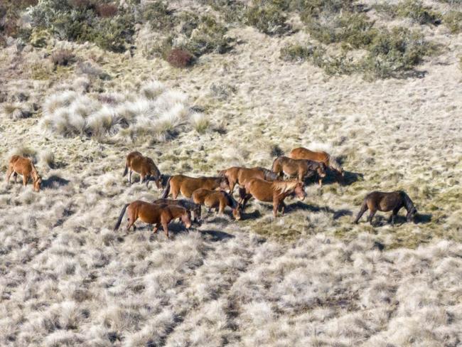 Wild horses in Kosciuszko National Park. Picture: NPWS