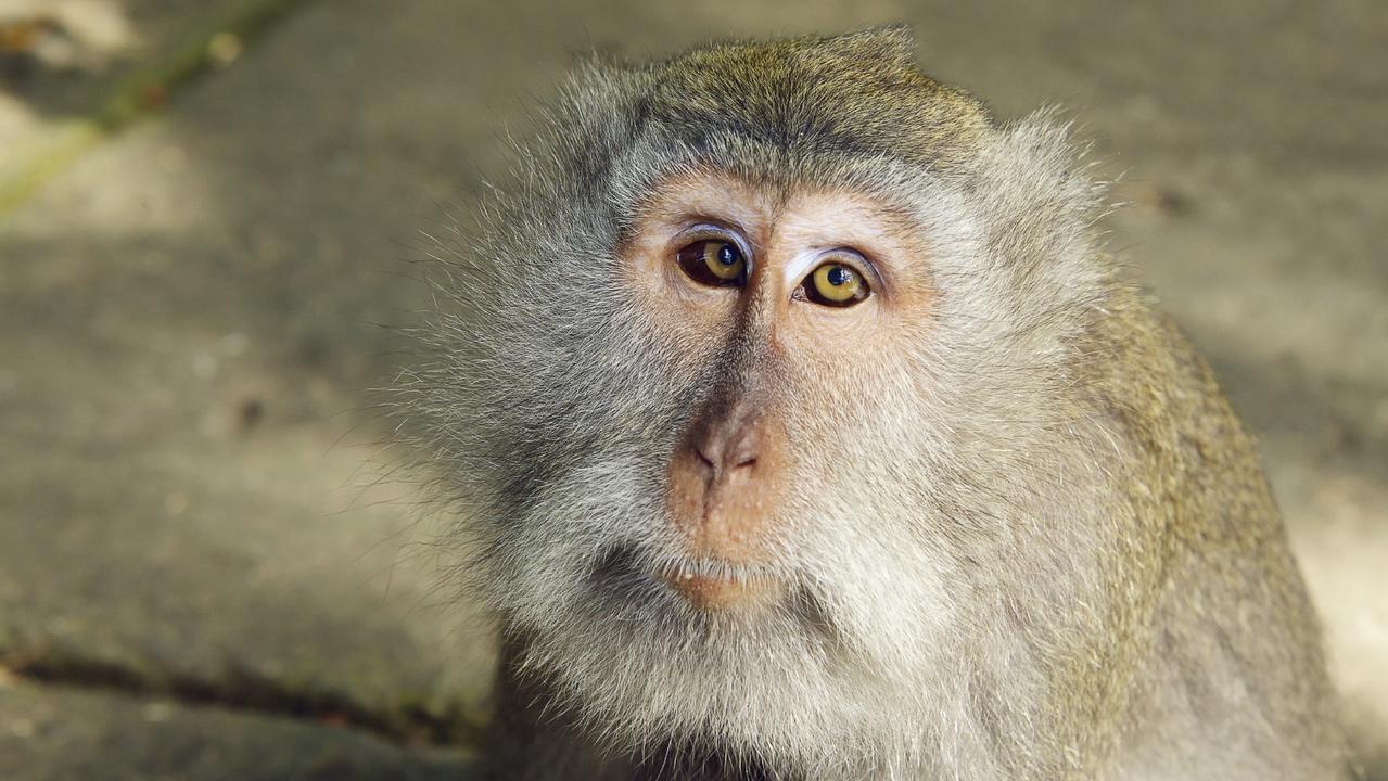 Teams of monkeys have been infected with a cousin of COVID-19 in an attempt to find a vaccine.