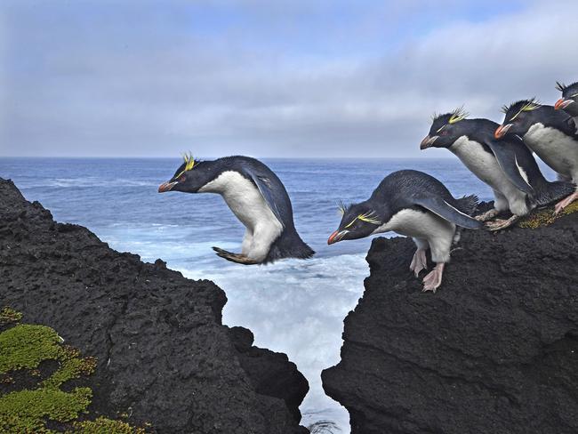 18 April 2017 Rockhopper penguins live up to their name as they navigate the rugged coastline of Marion Island, a South African Antarctic Territory in the Indian Ocean. Picture: Thomas P. Peschak/World Press Photo