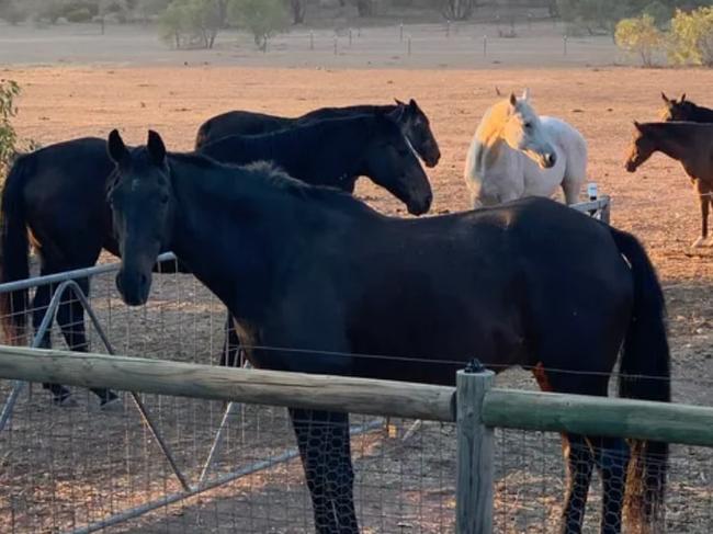 Om Shanti Sanctuary, managed by Jeanette Woolerton, in Myers Flat, Bendigo is a forever home for 