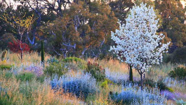 Survivors: “I’ve tried so many plants I’ve lost count,” Wilkinson says