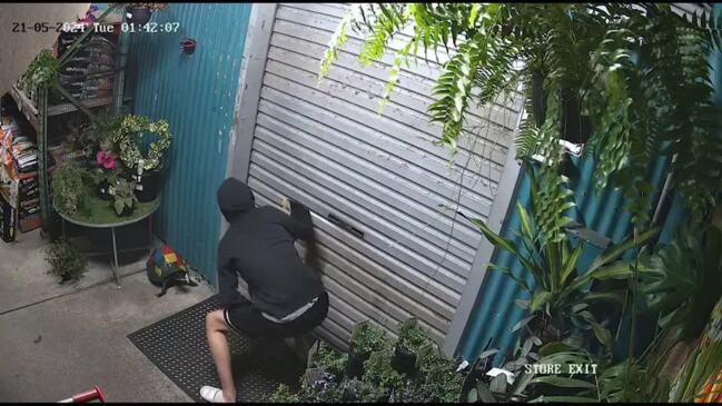 WATCH: Like headless chook, crim buzz saws pet store, steals bird seed