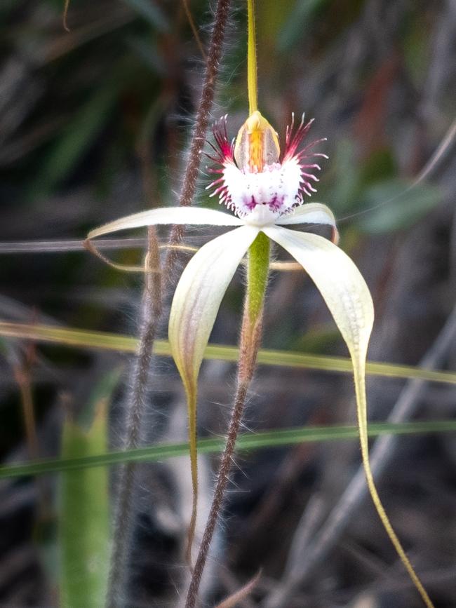 Spider orchid. Picture: Carolyn Beasley