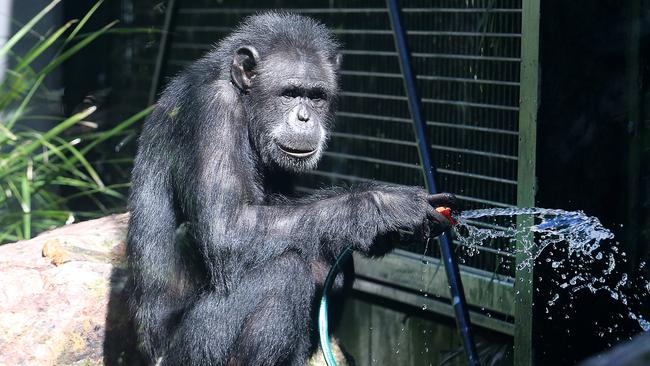 Holly cooling down with a hose.