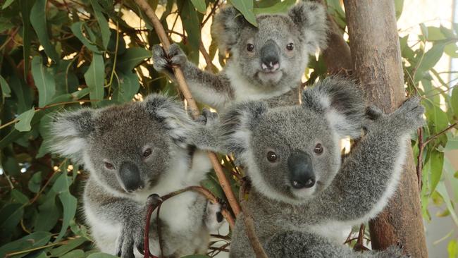 Nine month old rescue Koalas Balou (at front) with from left Tatiana, Zidane and Bobo who were being rehabilitated and cared for by Annika Lehmann of Moreton Bay Koala Rescue. Photo: Lachie Millard