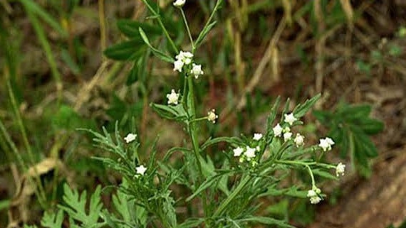 Parthenium weed was identified near Katherine in 2018.