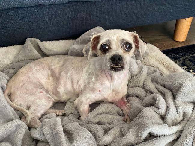 Amy Gatehouse's dog Evie was on the brink of death after a paralysis tick bite. Source: Supplied by Amy Gatehouse