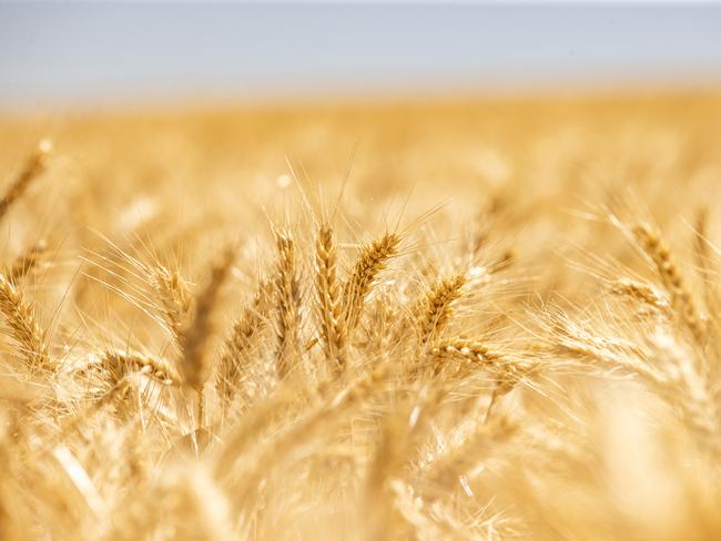 CROPS: Harvest Rob MountjoyRob Mountjoy is harvesting wheat on his farm at NeilboroughPICTURED: Generic farm. Harvesting 2024. Hedder. Wheat harvest. Stock photo. Picture: Zoe Phillips