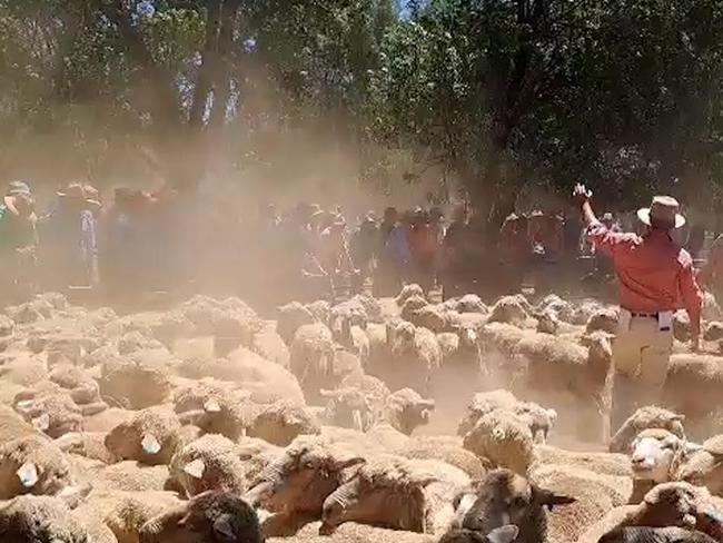 Quality ewes go sell at Deniliquin