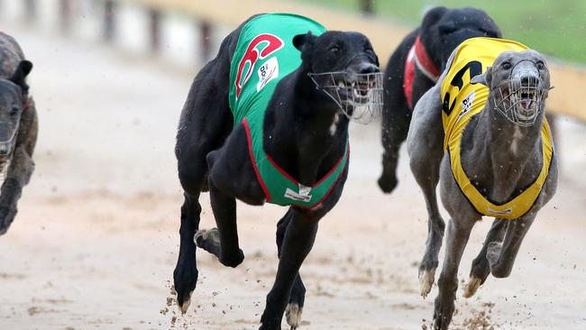 Greyhound Ban: NSW Government Confirms Backflip On Industry Axe | News ...