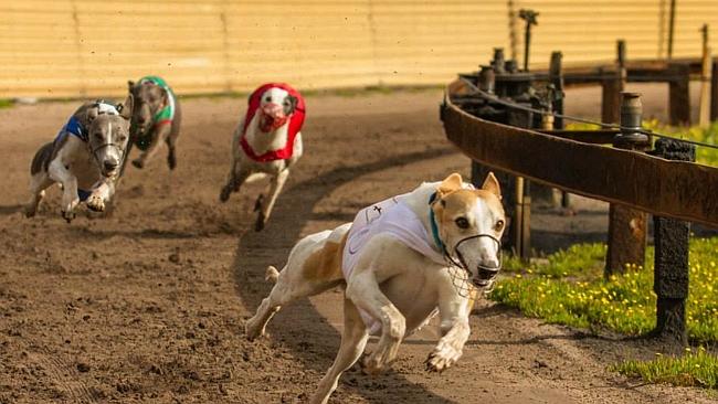 Whippet racing hot sale near me