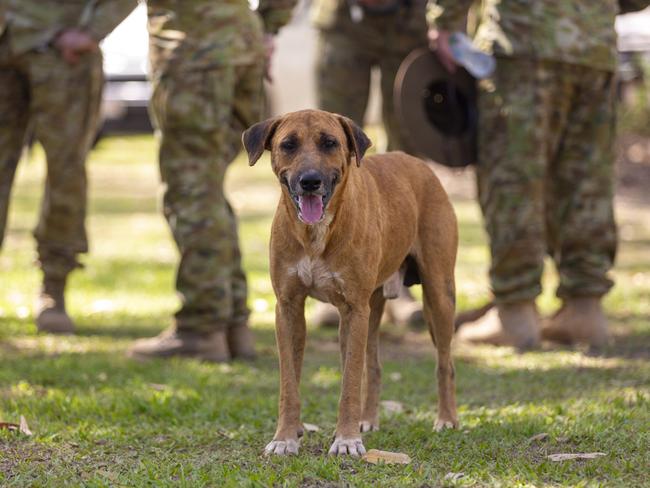 A camp dog in Gapuwiyak with ADF soldiers involved in the AACAP program standing in the background. Picture: Floss Adams