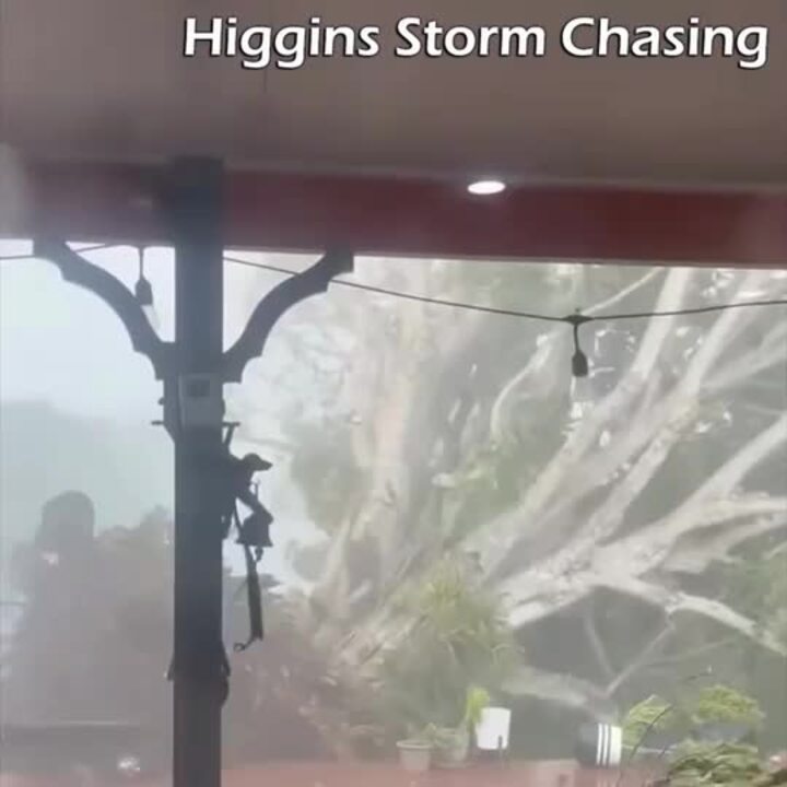 Severe storm uproots massive tree at Berajondo, Bundaberg, Qld