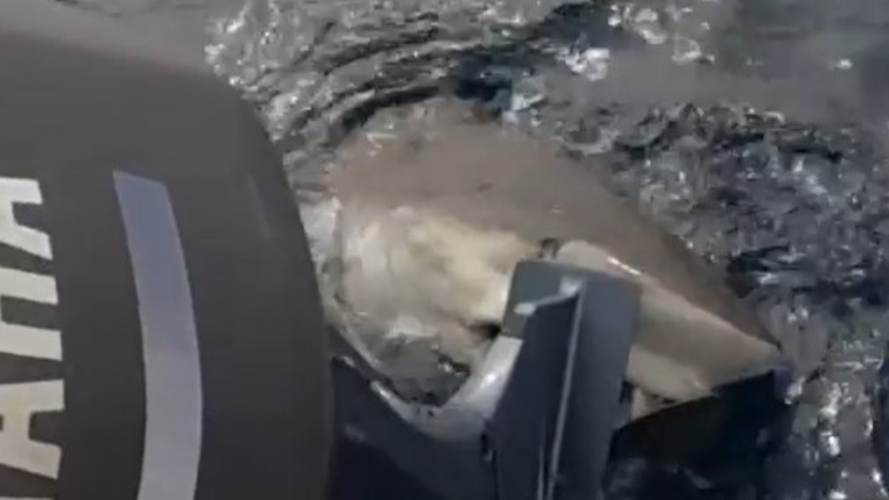 The shark had been on a line for an hour. Picture: 9News