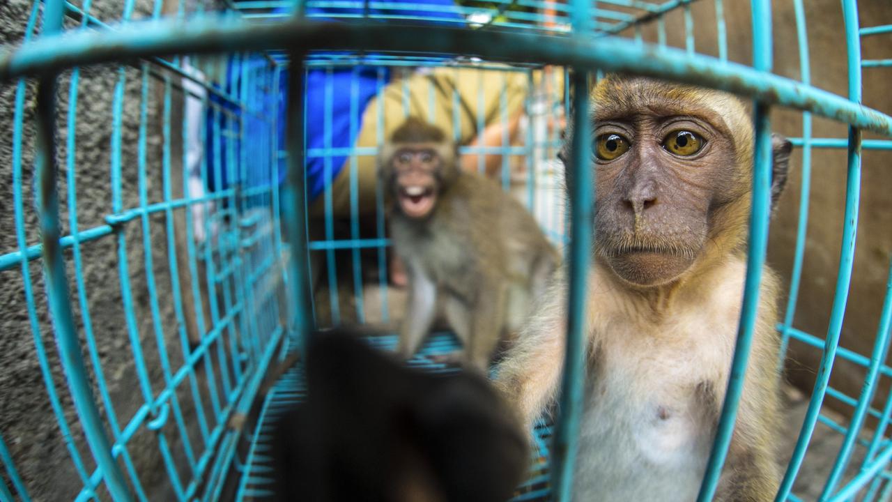 Baby monkeys sold for $7 each at popular Bali tourist hot spots | news ...