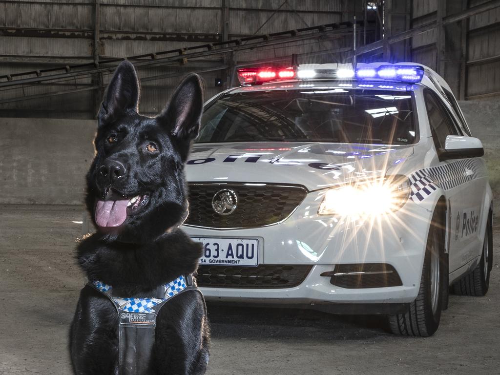 how long do police dogs work