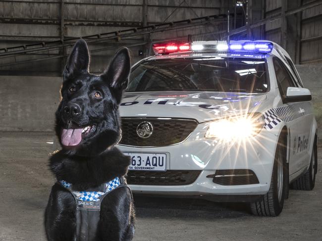 Jax the German Shepherd ready for work. Picture: Sarah Reed