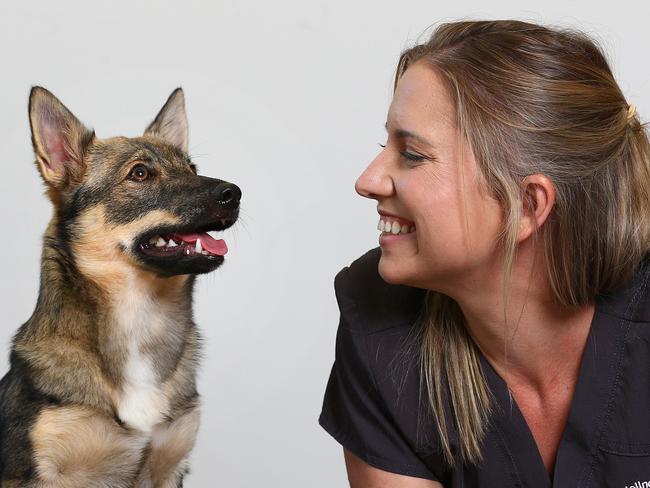 Dr Claire Stevens at Pet Wellness Centre in Burleigh with Vesta who is a Swedish Vallhund talking about pet anxiety during lockdown. Pics Adam Head