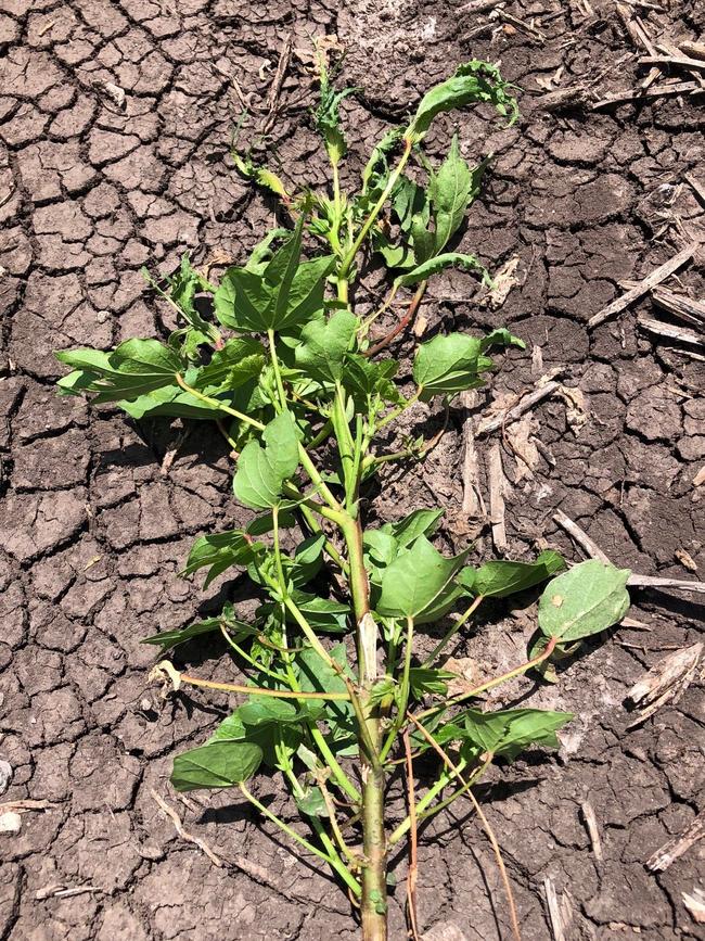 Cotton affected by 2,4-D spray drift. Picture: Supplied