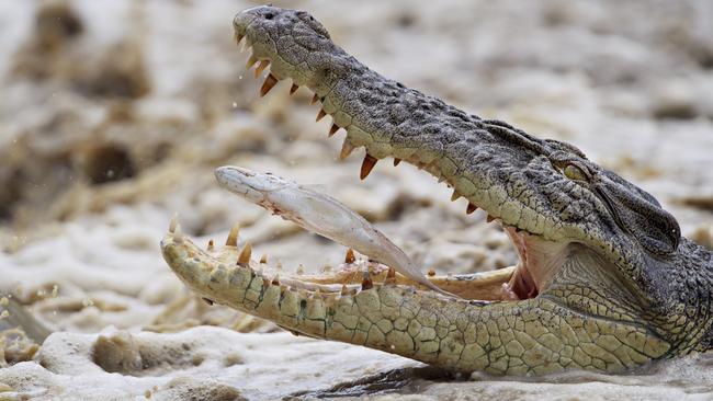 A saltwater crocodile chomps down on a barra at Cahills Crossing. PICTURE: Michael Franchi