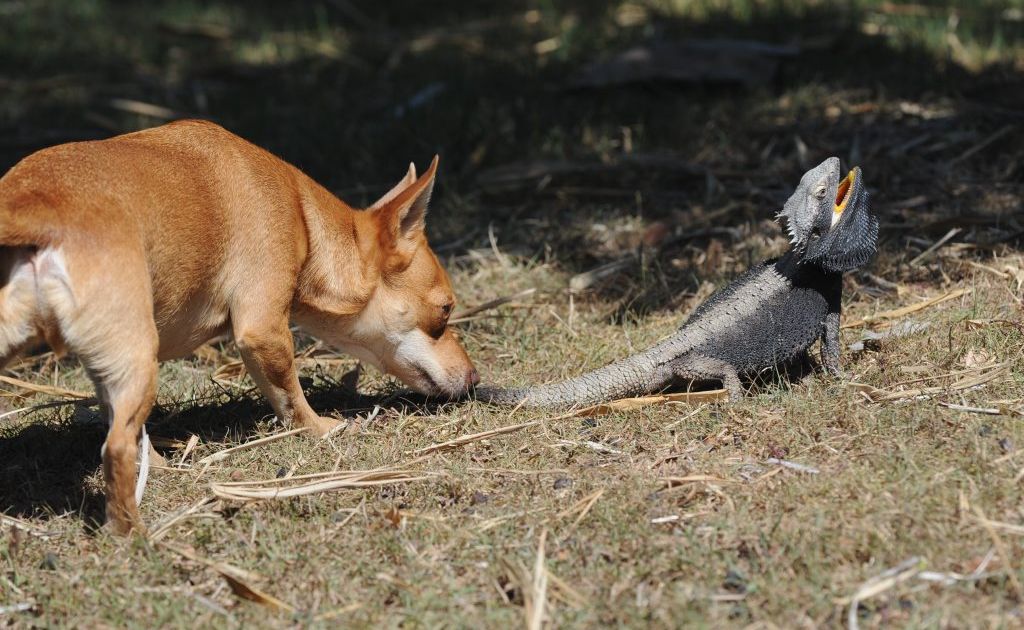 Bearded dragon with store dog