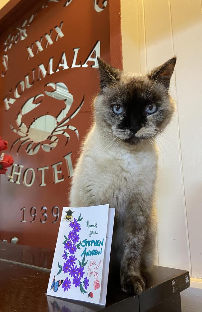Precious the cat has been saved from exile and will be allowed to remain safely indoors at the Koumala pub, as long as she stays out of the kitchen. Picture supplied