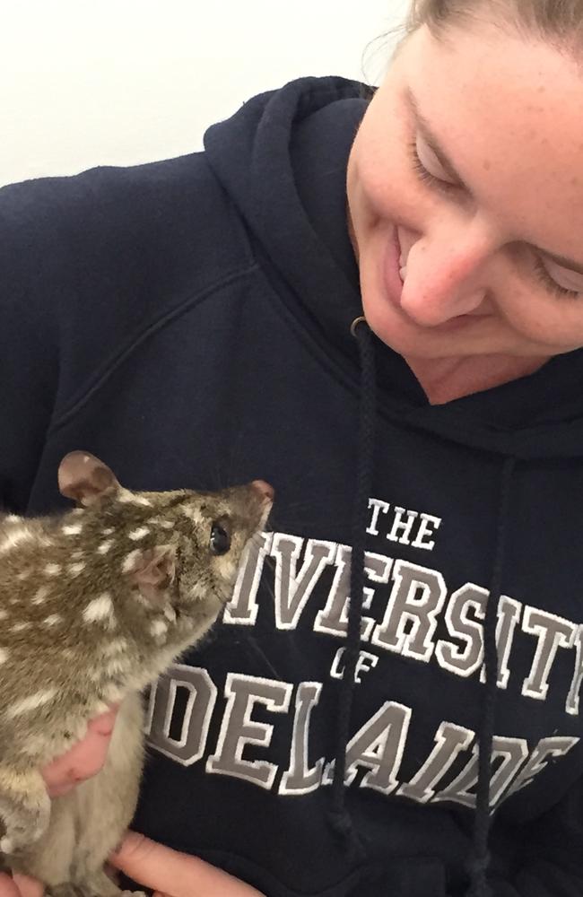 Who are you calling a cat ... Researcher Melissa Jensen with one of her intrepid explorers, a Western quoll. Source: Melissa Jensen