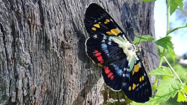 Thanks to Phillip Trivett for this shot of a butterfly at Jetty Beach. Coffs cover image.