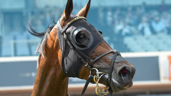 NZ horse Probabeel as a solid record in 1600m races. Picture: Reg Ryan, Racing Photos