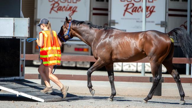 A horse is put on a float at Darren Weir’s stable on Saturday. Picture: Jay Town