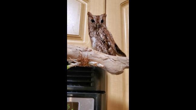 Family finds random owl chilling in kitchen