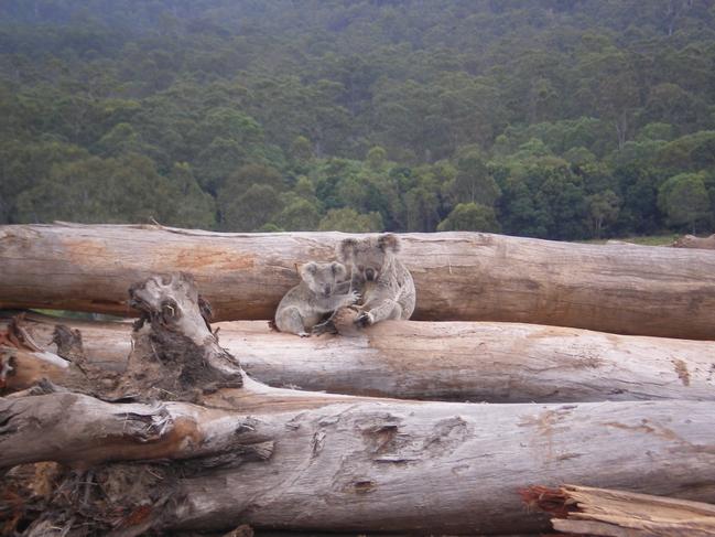 Koala mother and joey seeking refuge on a bulldozed logpile, near Kin Kin Queensland.