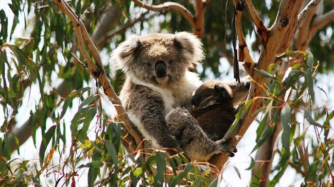 See the koalas on Phillip Island in the Nature Reserve. Picture: Google.