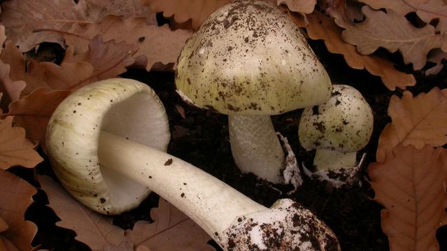 Death Cap mushrooms supplied by SA Health, found inthe Adelaide Hills.