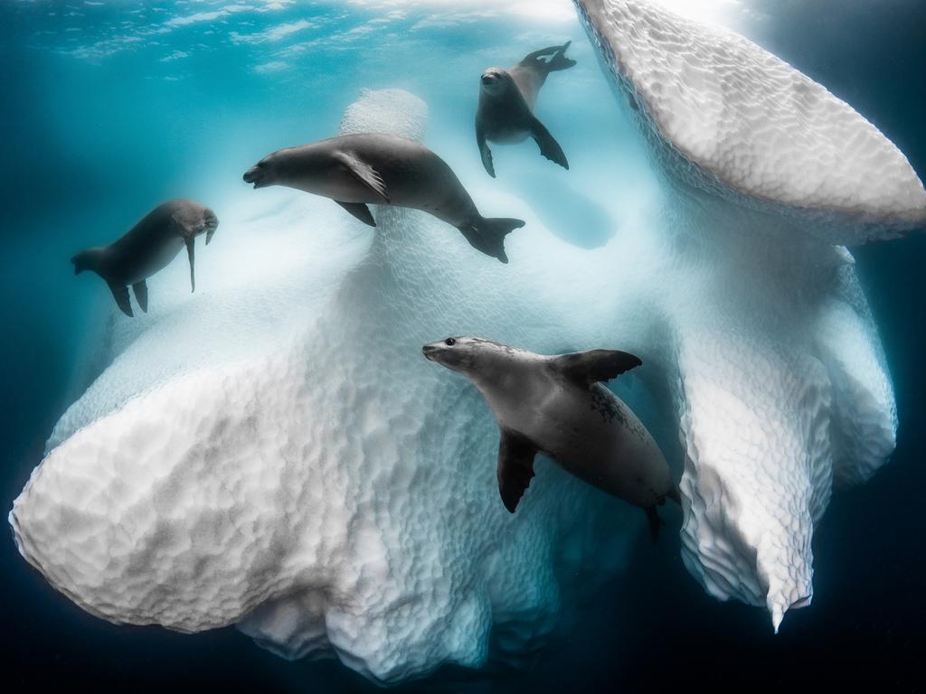 Overall winner, “Frozen Mobil Home”. Greg Lecoeur photographed crab-eater seals around an iceberg in Antarctica. Picture: Greg Lecoeur/Underwater Photographer of the Year 2020