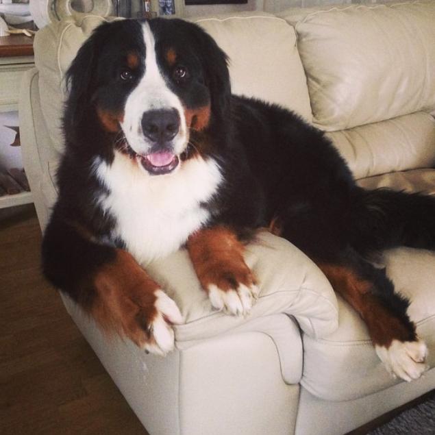 Murphy from Umina Beach loves chilling on his couch. Picture: Sara
