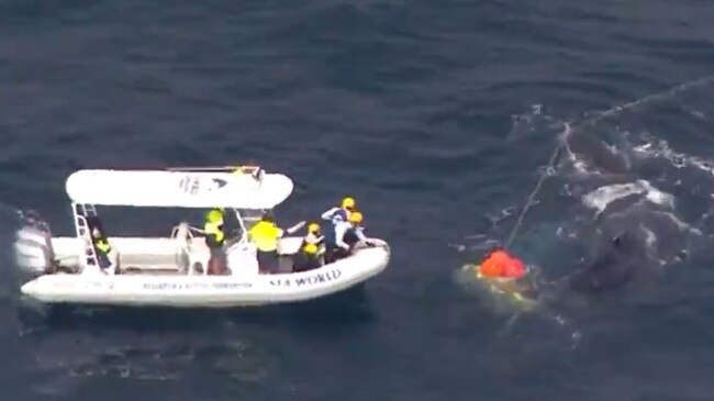 Rescuers working to free the humpback whale. Picture: Sunrise