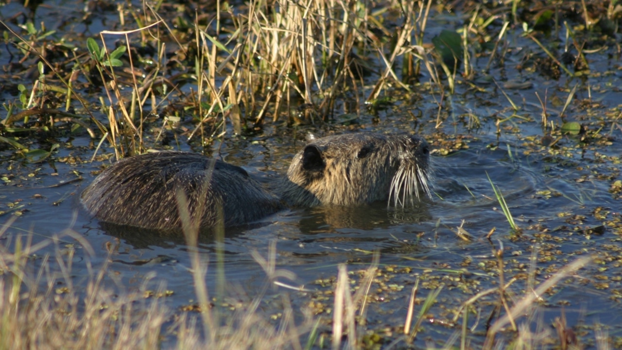 Hunters are battling swamp rats to save Louisiana’s coastline The Courier Mail