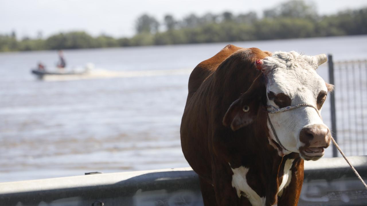 A cow is tethered in parkland near the Ballina RSL after being rescued by a group of quick-thinking locals from a flooded Richmond River on Tuesday, March 1, 2022. Picture: Liana Boss