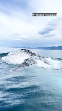 Humpback whale nearly takes out Kiwi kayakers